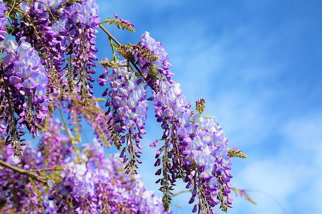 Quels sont les arbres qui fleurissent mauves?